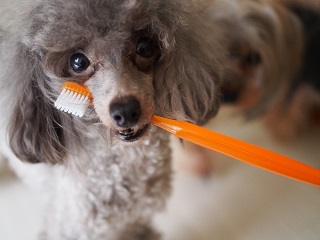 歯ブラシを持った犬