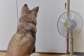 犬に扇風機は意味がない